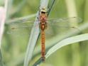 Aeshna isoceles (Green-eyed Hawker) male 2.JPG